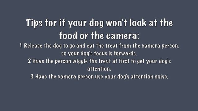 Pose for the camera - Dog Tricks