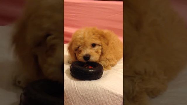 Crybaby Mini Poodle