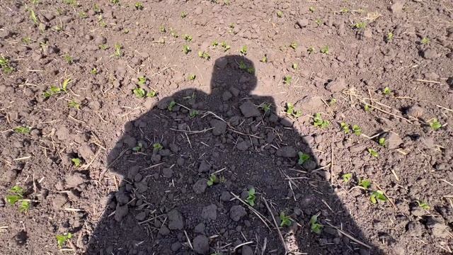 Перші сходи сої❗️Сіяла ДЕМЕТРА 🇺🇦❗️