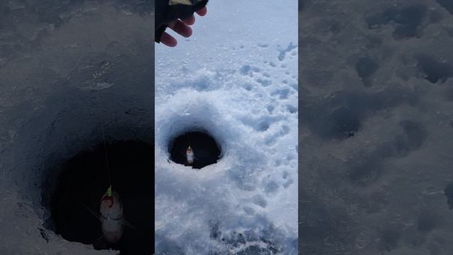 Зимняя рыбалка на льду Озеро Дугино!!!
