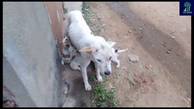 mother dog refused to feed hungry puppies ।। street struggles।। #dog #puppy #doglover