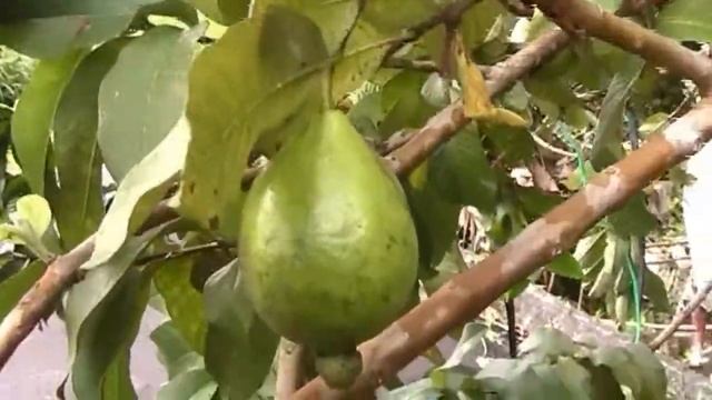 Borneo's original lemon-sized guava