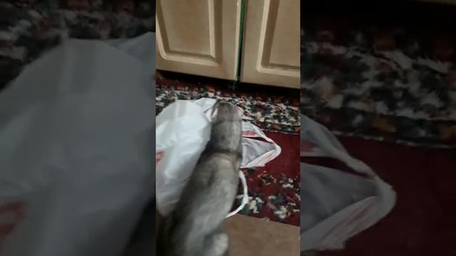 #Хорьки кушают банан