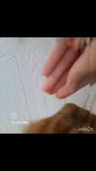 грызёт всё подряд #кот #cat #пончик