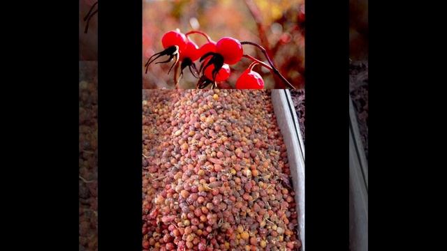 rose hip extract