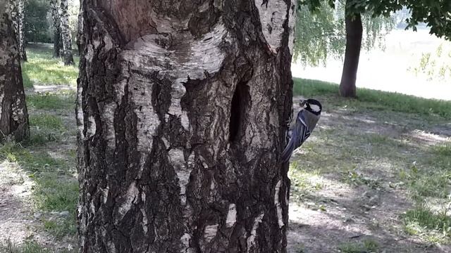 ПТЕНЧИКИ СИНИЧКИ ☺ TITMOUSE'S NESTLINGS Part 2