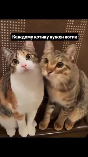 Милые котики