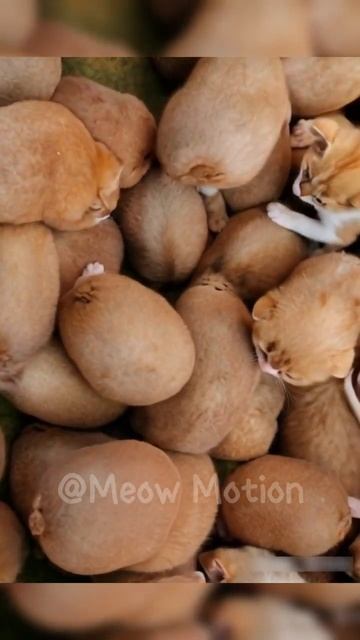 это что-то из киви в котят #cat #cute #kitten #funny #catlover #kitty