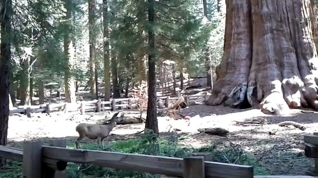 Doe in front of the General Sherman Tree, Sequoia NP