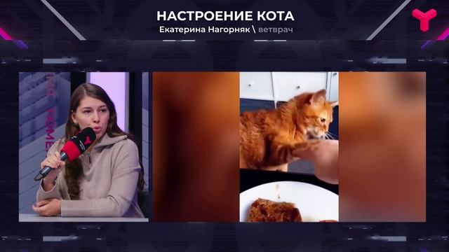 Настроение кота