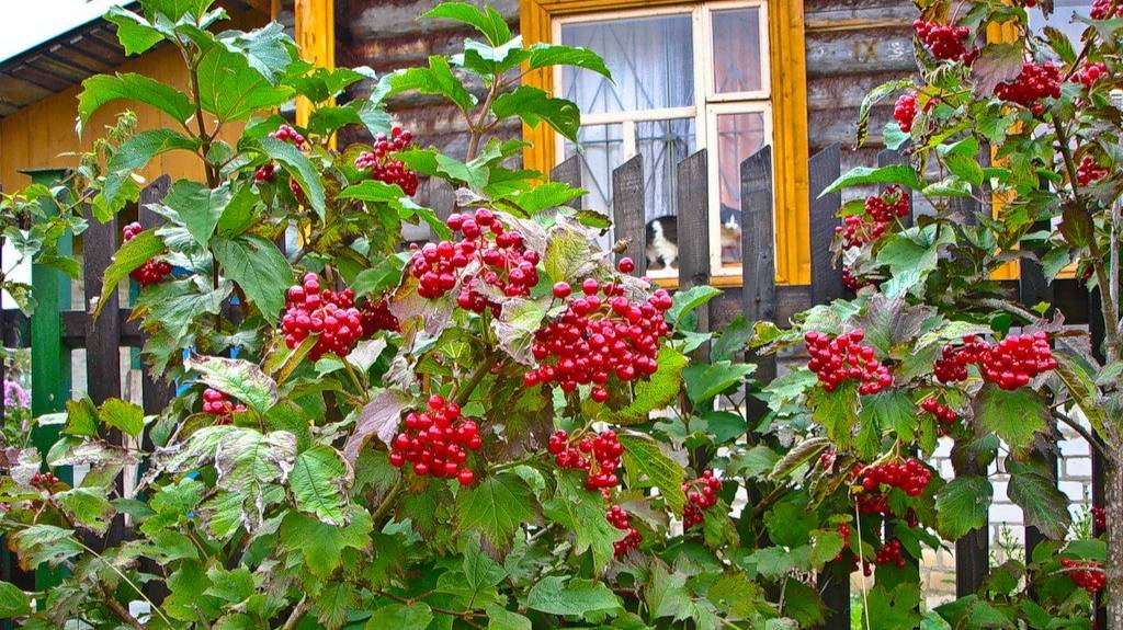 Ты воспой, в саду соловейко.Поёт Валентина Дробышева.