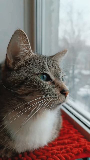 Кисуня 😺