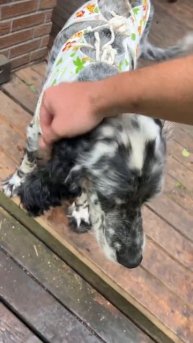 Алиса. Вот и Макс