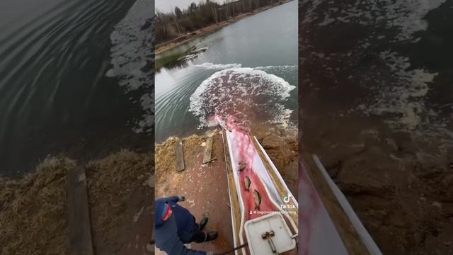 Аренда водоема . Загорняты зарыбление любительской зоны и спорт  зоны