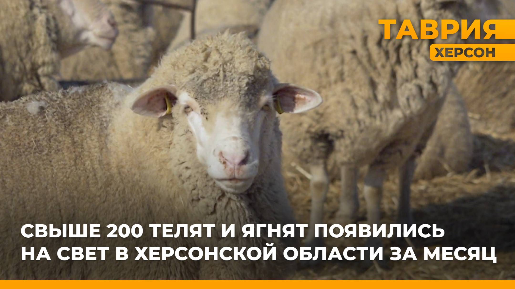 Свыше 200 телят и ягнят появились на свет в Херсонской области за месяц