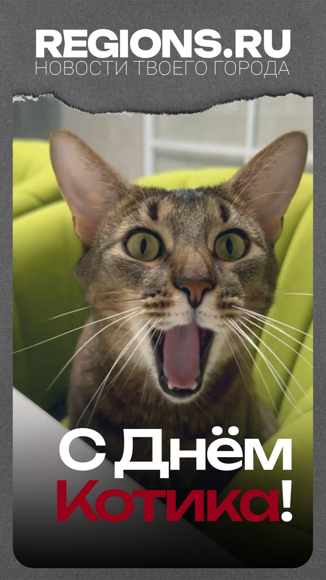 С Днём Котиков!
