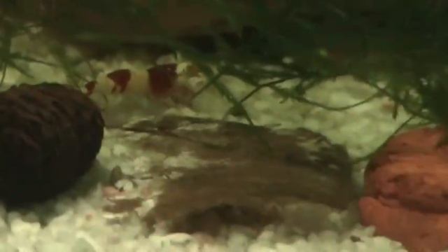 Crystal red bee shrimps S-SS