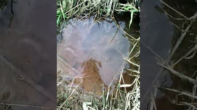 Весна и ласка