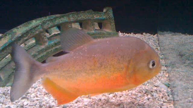 Tropical freshwater aquarium fish