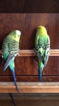 Кеша и Буся