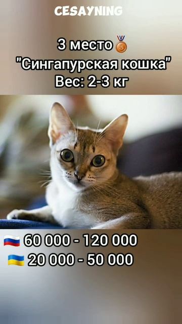 топ 5 самых МАЛЕНЬКИХ пород кошек 🤏🏻
