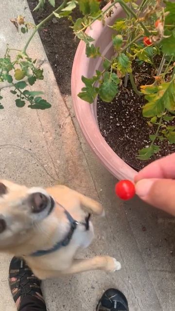 Jet Eats Cherry Tomatoes