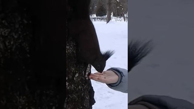 Лилия 18.Моршин
