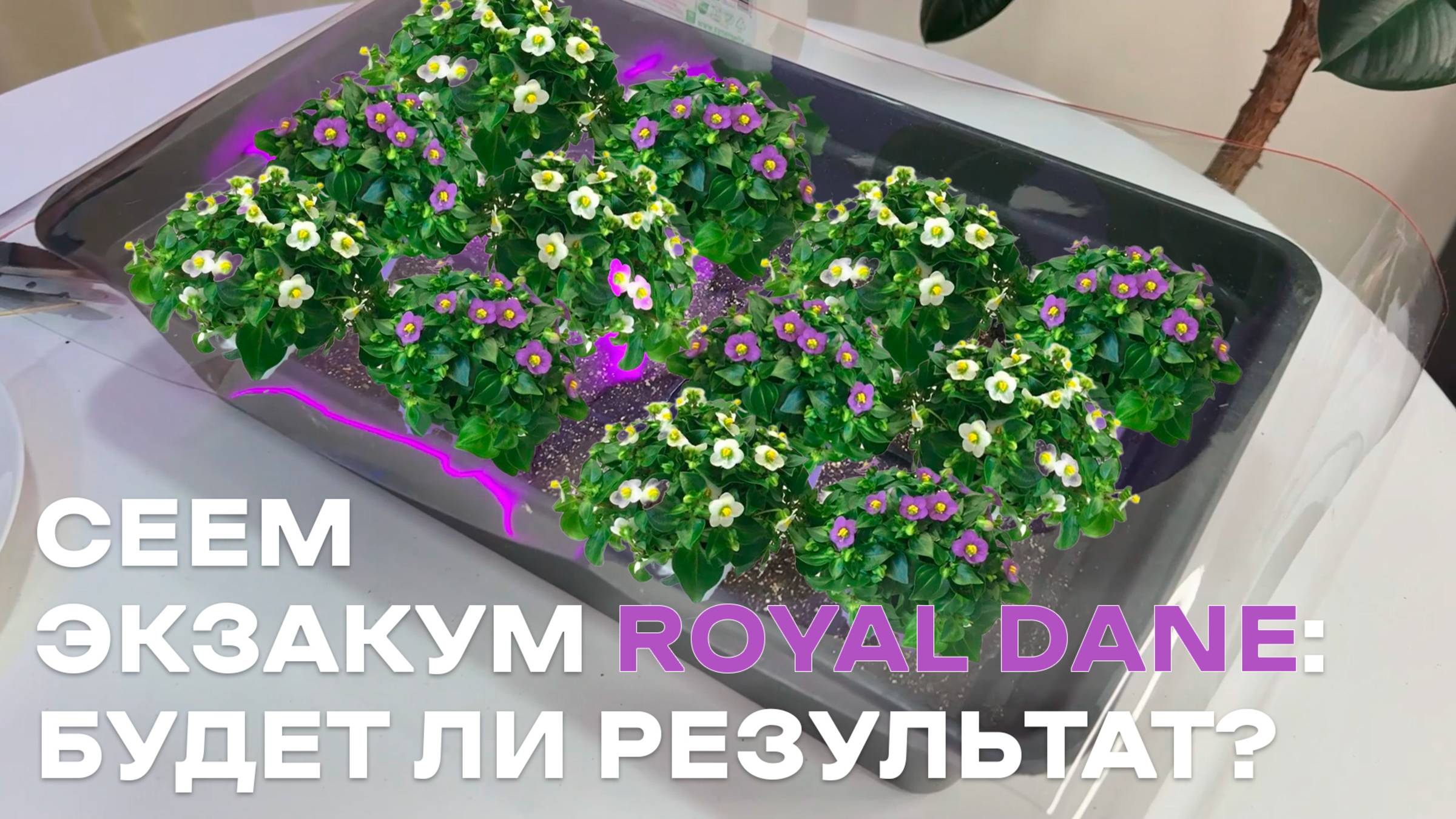 СЕЕМ ЭКЗАКУМ ROYAL DANE: БУДЕТ ЛИ РЕЗУЛЬТАТ?