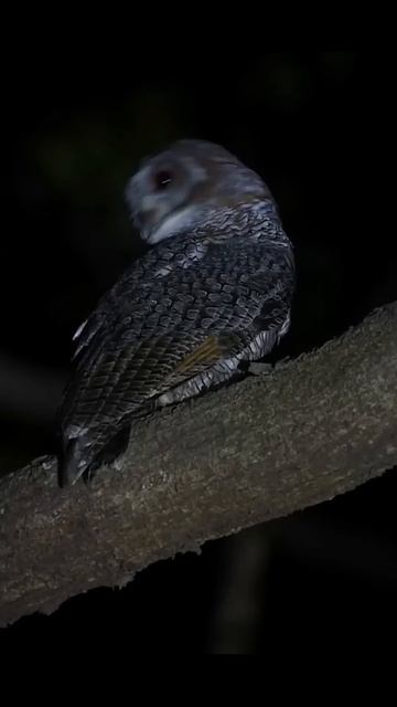 facts about owl in hindi | owl facts in hindi #owl #shorts