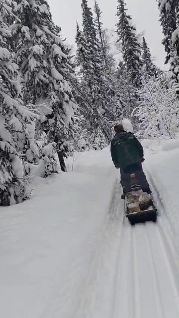 25 Мотособака едет по Зимней тайге съемка со снегохода Сибирь