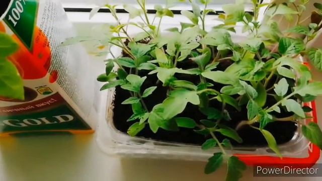 Баклажаны, пикирую томаты,рассада посаженная 5 апреля ✔️
