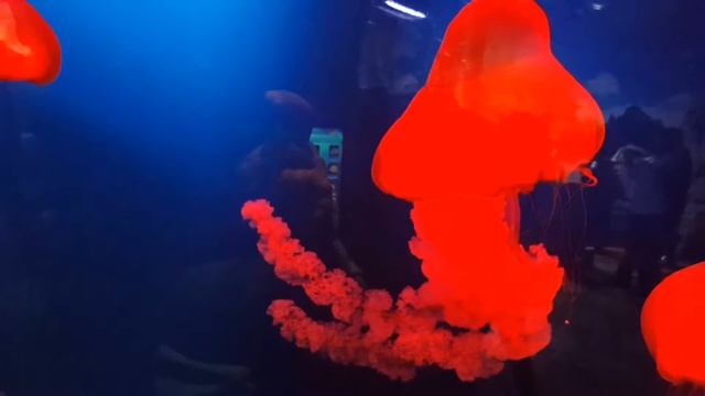 Red Jelly Fish - Better Seen Than Felt - Medusa - Méduse - जेलिफ़िश - جیلی مچھلی