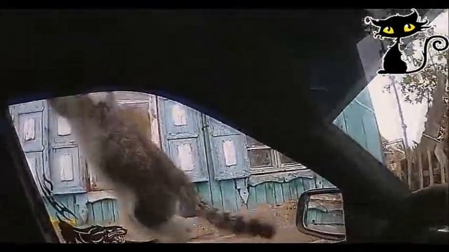 СМЕЯТЬСЯ ВСЕМ!!!САМЫЕ Смешные Кошки!!!