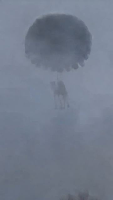 ✨ Чудеса случаются, если в них верить… 🐫🪂