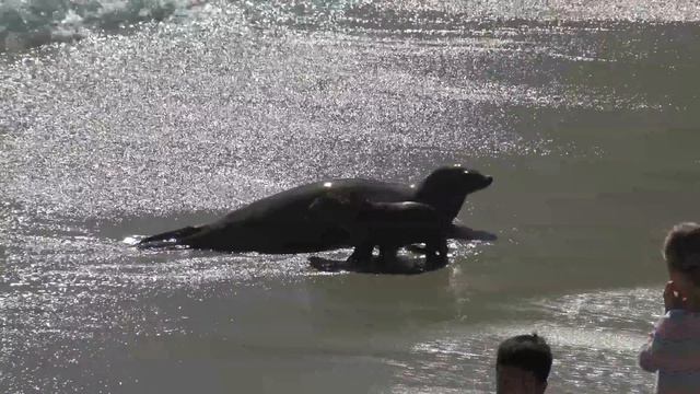 La Jolla Cove - San Diego 4K