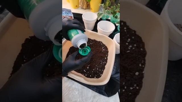 Цитрусы🍋🍊