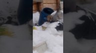 у нас гостья