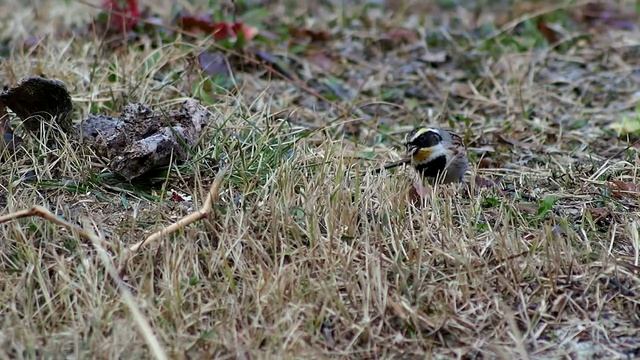 ミヤマホオジロ / Yellow-throated bunting OLYMPUS PEN mini E-PM2