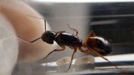 Camponotus sanctus ( Forel, 1904 ) #ants #antkeeping