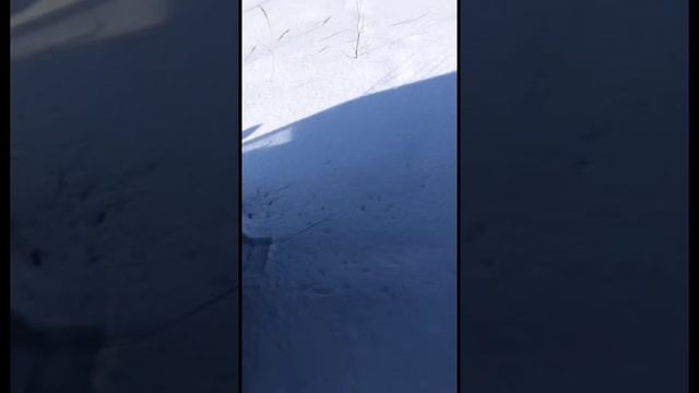 Решили с Сыном поехать в лес