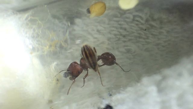 New Queen: Pogonomyrmex occidentalis