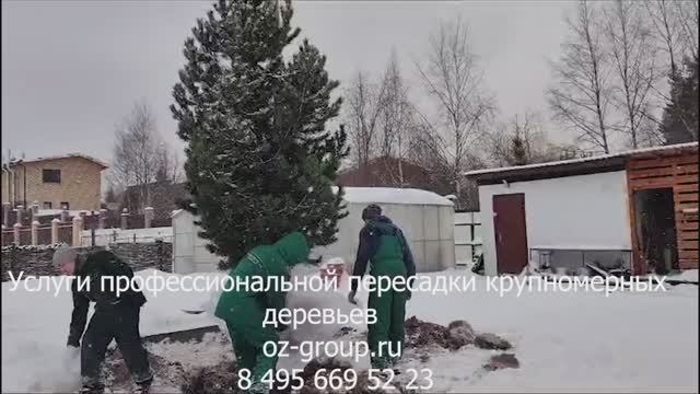 Услуги профессиональной пересадки крупномерных деревьев на даче. Выезд Агрономов по Москве и обл.