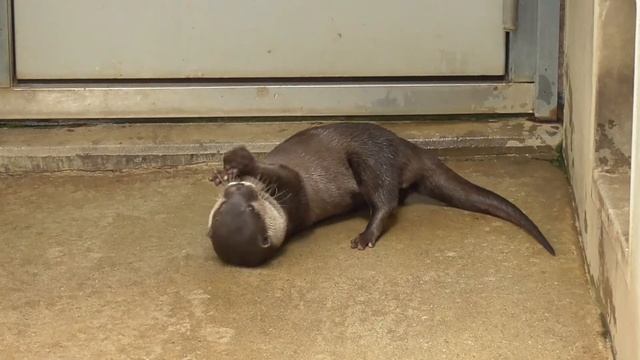 Otter playing with pebbles - like a cat 小石で遊ぶカワウソがネコみたい