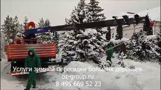 Услуги зимней пересадки больших деревьев на даче. Выезд Агрономов по Москве и области. Звоните!