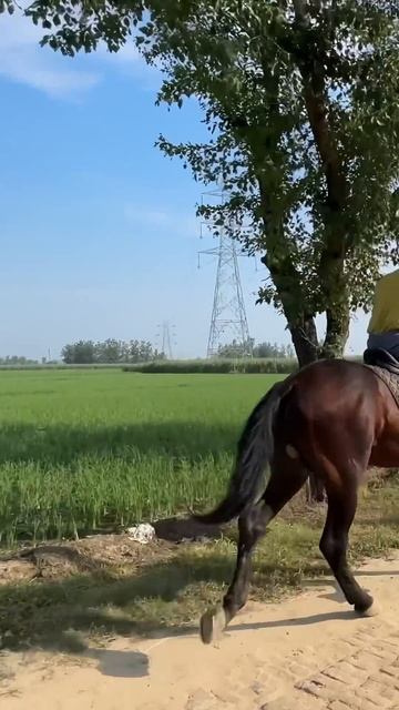 ENGLISH RIDE Bohot Mushkil padi 😢