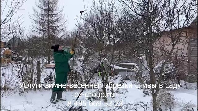 Услуги зимне - весенней обрезки плодовых деревьев сливы в саду. Выезд Агрономов в Москве и области