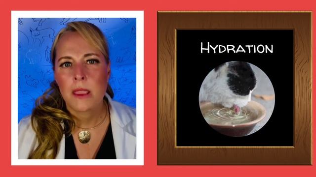 Feline Master Class - Understanding CKD Part 4 with Dr. Liz Bales