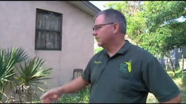 Wasps Kill Cat, Huge Nest Discovered