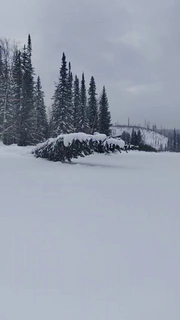 31 Мотособака Река Сухой пит зимой Зимняя тайга Сибирь