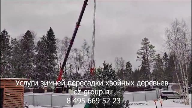Услуги зимней пересадки хвойных деревьев на даче. Выезд Агрономов по Москве и области. Звоните!